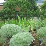 Rooftop Garden Outremont 04