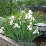 Rooftop Garden Outremont 05