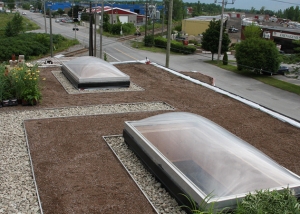 Rooftop Gardening