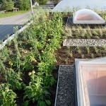 Rooftop Gardening 06