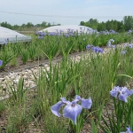 Rooftop Gardening 08